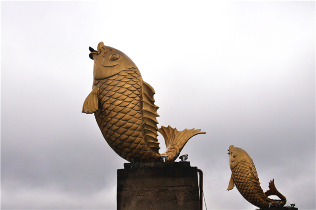 鲤鱼 金华婺江上有六条巨大的金色鲤鱼,这些造型别致的鲤鱼喷泉雕塑