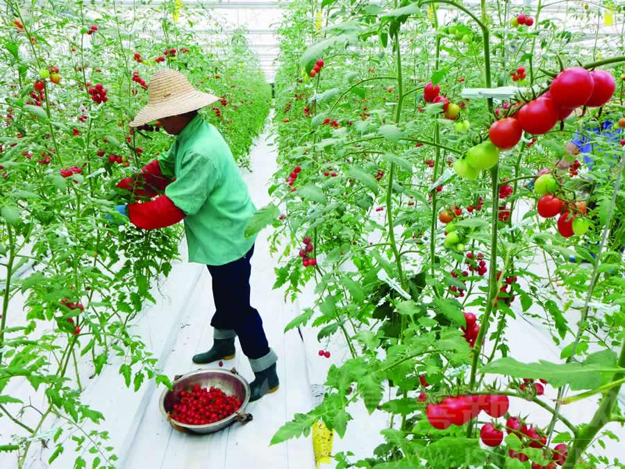 膜上种番茄 口味不一般