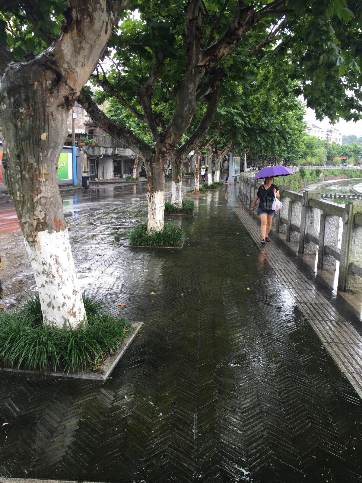 前溪路人行道的青砖长满苔藓,下雨天易中招