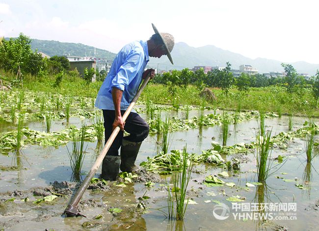 荸荠入田种植盼丰产