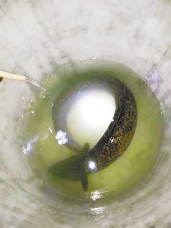 三门古井发现巨型野生花鳗