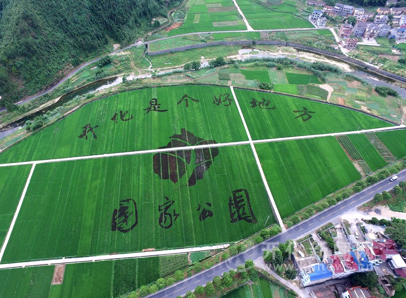 據瞭解,該塊彩色稻田字採用甬優1540稻種和紫色水稻間種,共佔地200畝