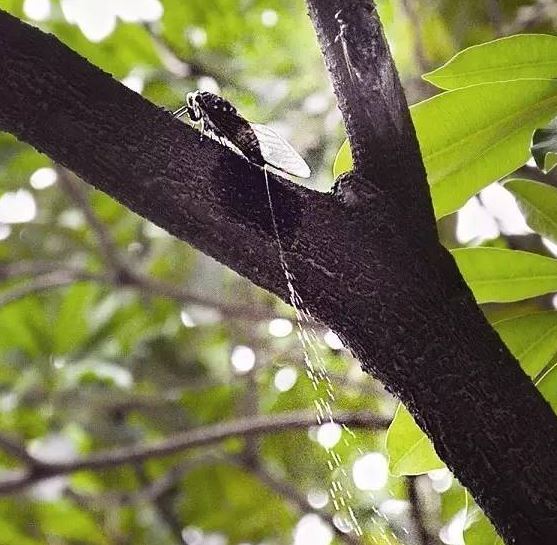 夏日樹陰裡的