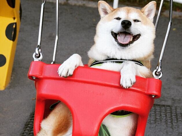 日本柴犬荡秋千笑容灿烂