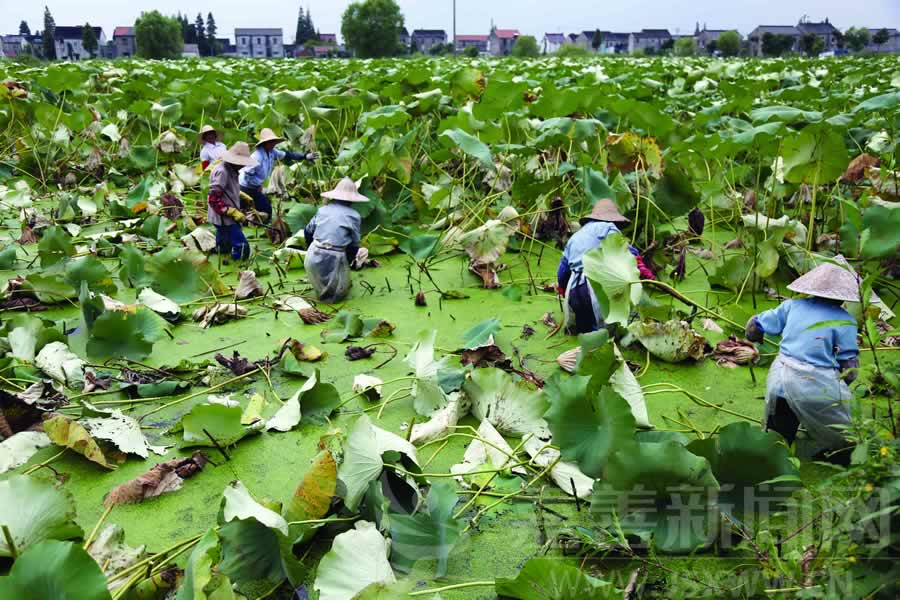 昨天,陶庄镇湖滨村一处藕塘里,村民在清理荷叶为采摘莲藕作准备.