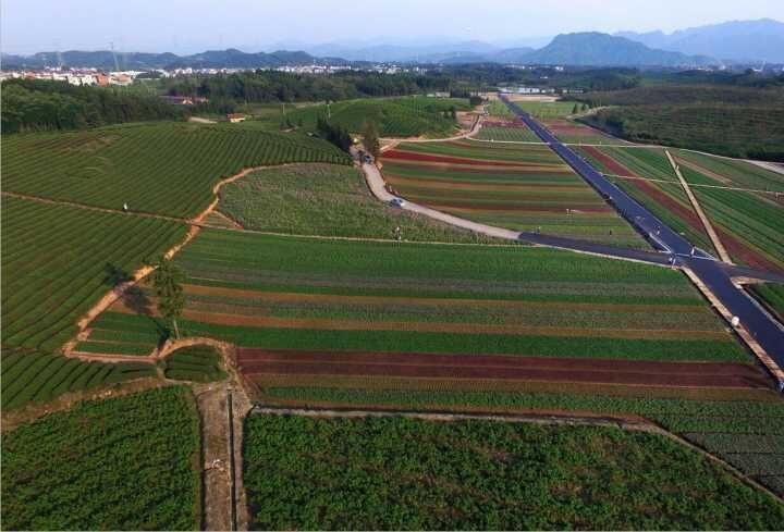 国庆来武义看花海!200亩花草绕田间