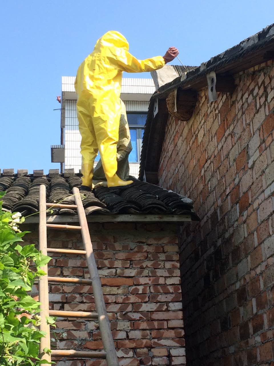 【浙江新闻网】台州黄岩马蜂窝扰民 消防官兵妙手摘"蜂窝"