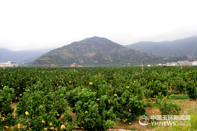 玉环3.2万亩文旦今日全面采摘上市 产量减少品质依旧好