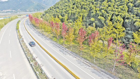 11月2日,天气晴好,s205省道旁种植的行道树美国红枫在阳光照射下