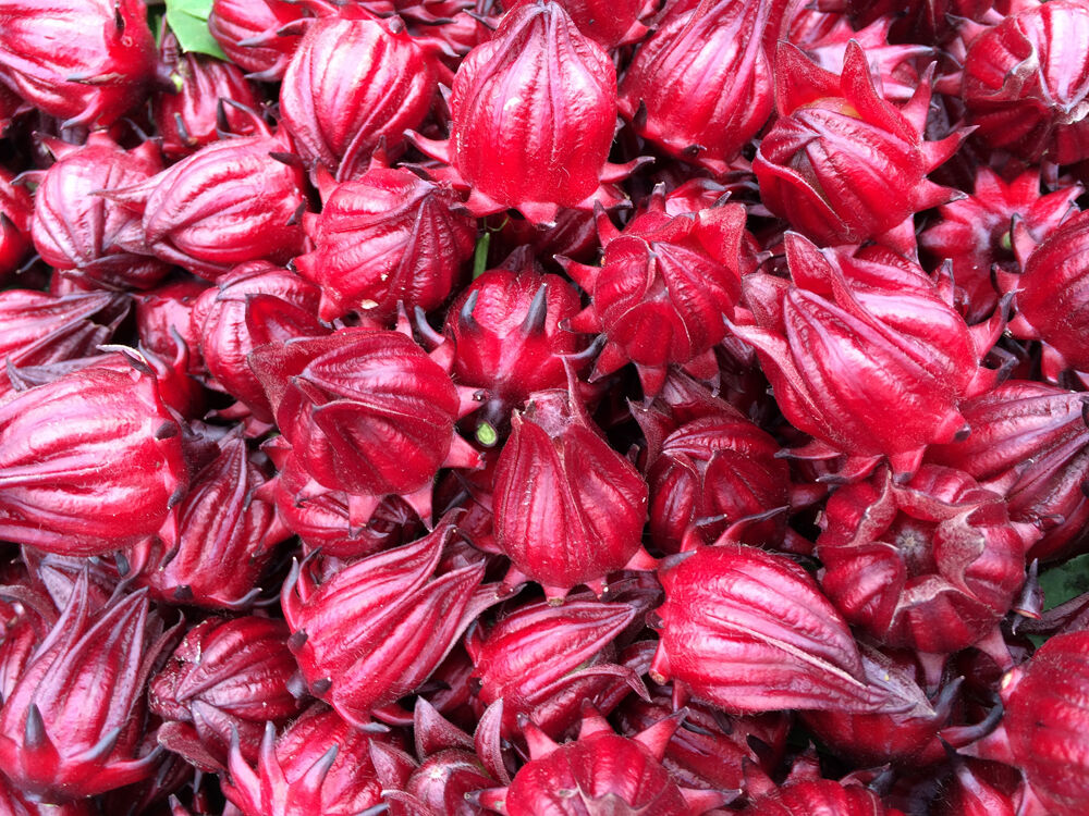 近日,新前街道屿新村村民方雪飞忙着采收玫瑰茄.