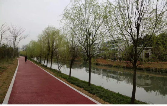 秋风起 情趣浓 晚饭后 河道边 散步行