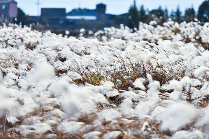 爱摄家山脚水边那片白色荻花风中舞