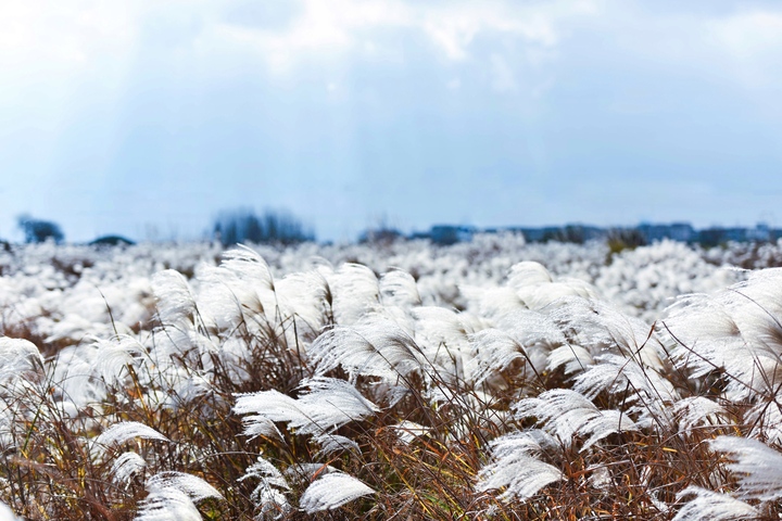 爱摄家山脚水边那片白色荻花风中舞