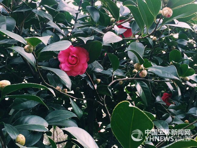 玉环的美景 在初春中悄然醒来