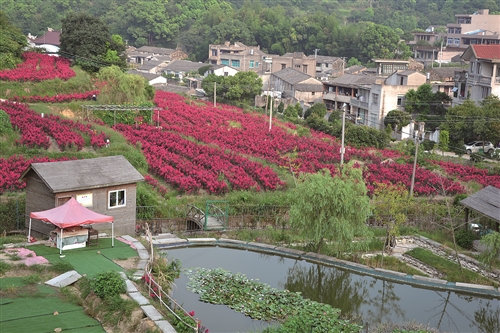 到垟根摘文旦,冬季到筠岗观赏红杉林的醉人美景…玉环乡村依山傍海