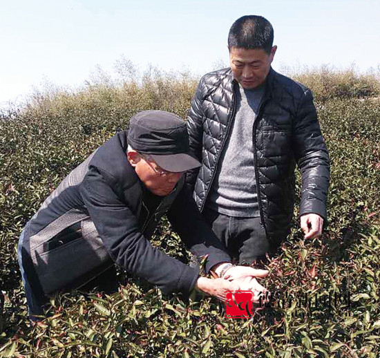 3月14日,縣農業局經作站,縣茶葉協會的茶葉農技