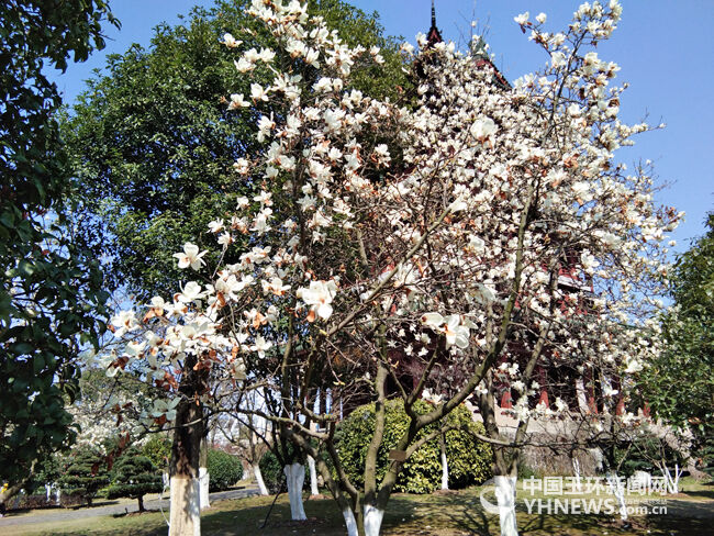 玉环公园内柳枝吐翠,百花竞开,处处呈现出一派郁郁葱葱,繁花似锦的