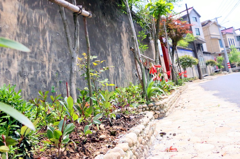 村头镇7个村1700米道路沿线穿绿衣