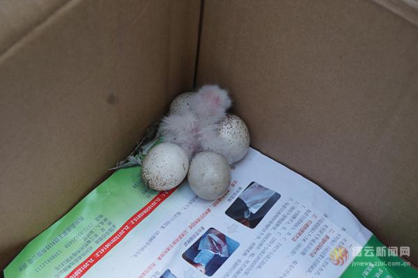 下双龙村村民电话报警,称其早上在家中发现一只猫头鹰和一窝猫头鹰蛋