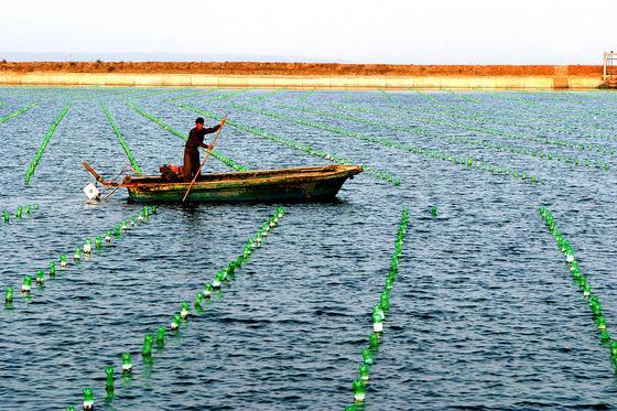 海水池塘虾,蟹,蛤生态混养技术