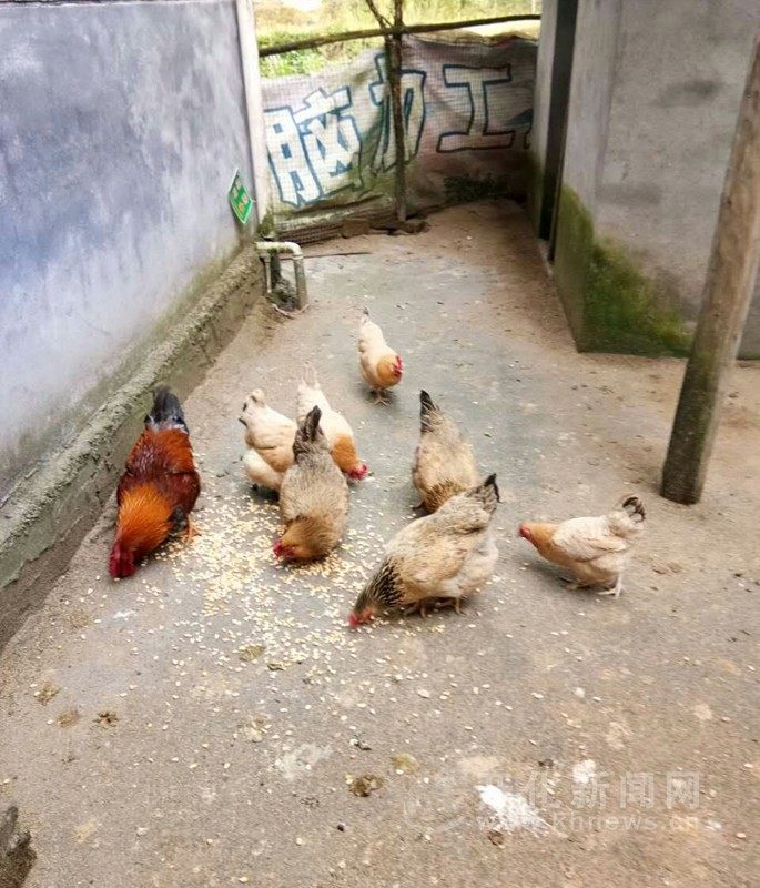 华埠镇友谊村率先实行家禽圈养