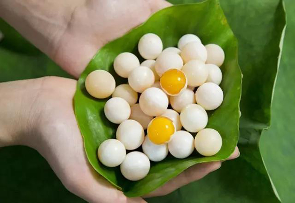 福田生态农业园稀罕的甲鱼蛋成了会赚钱的金蛋