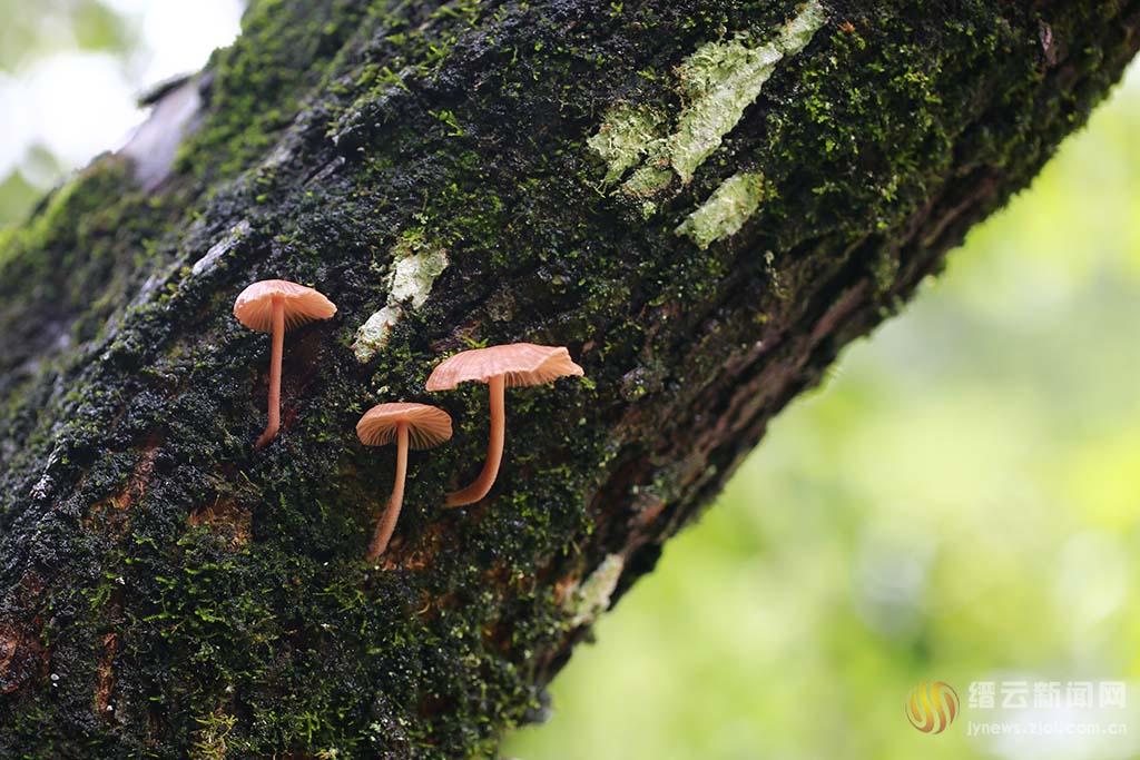 梨树上的小蘑菇