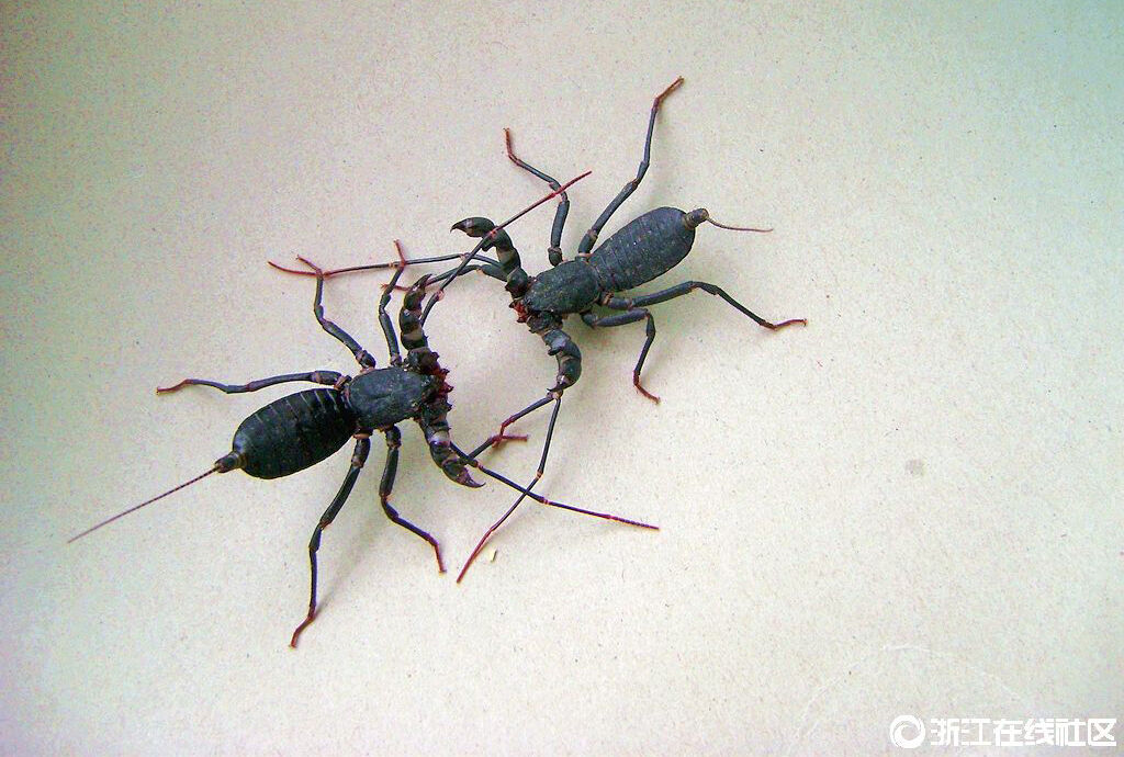 【行行摄摄】土蝎子争斗