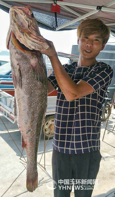 这条鮸鱼真大重1625公斤长118米