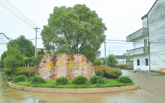 乡镇网闻 甘霖 图片新闻 西叶家村地处嵊州市甘霖镇西南方,嵊义线以