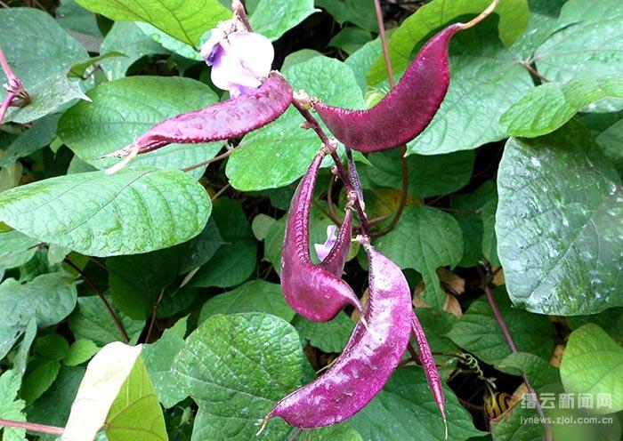 秋风里的紫扁豆