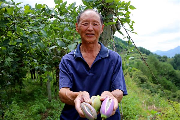 形似香蕉的遂昌八月瓜,你吃过吗?