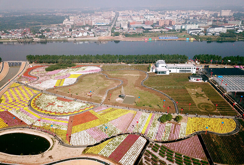 渔歌小镇菊园开园