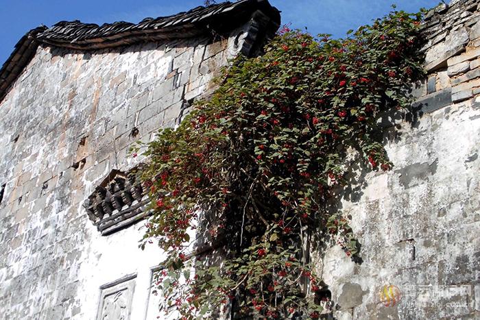 破墙而出的排风藤