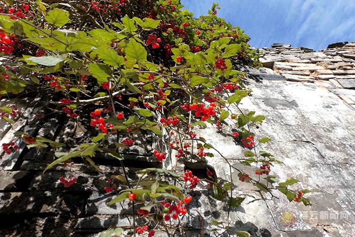 破墙而出的排风藤