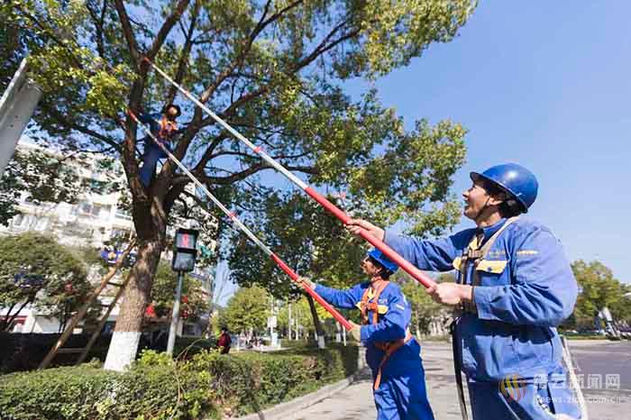 修剪树枝 优化路况