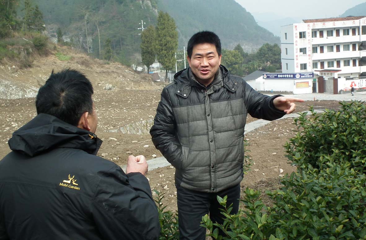 记者陈琦"每年都给茶树剪枝,这好比给人每年动手术,人怎么受得了.