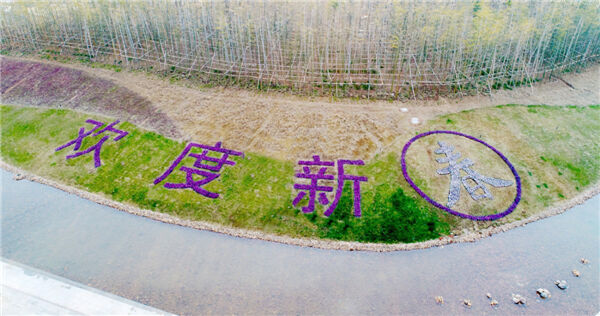 首次用花草拼凑立体字迎新春兰溪10万余株草花扮靓城区