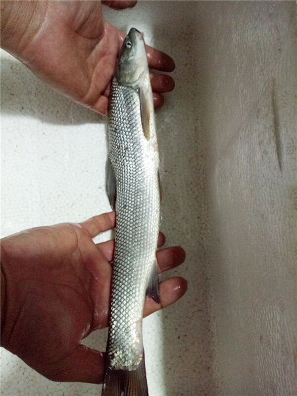 渔民在兰江发现外来物种"大鳞鲃"