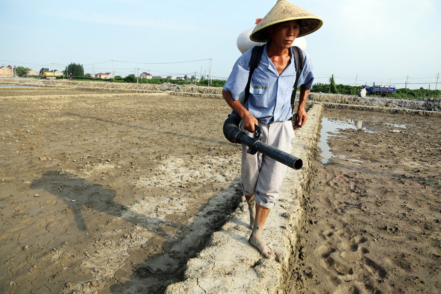 播种嘉花1号复垦近期完成