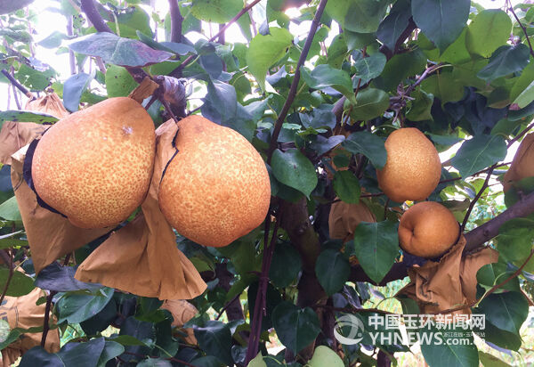 玉环湿地的"梨王"上市啦-玉环新闻网