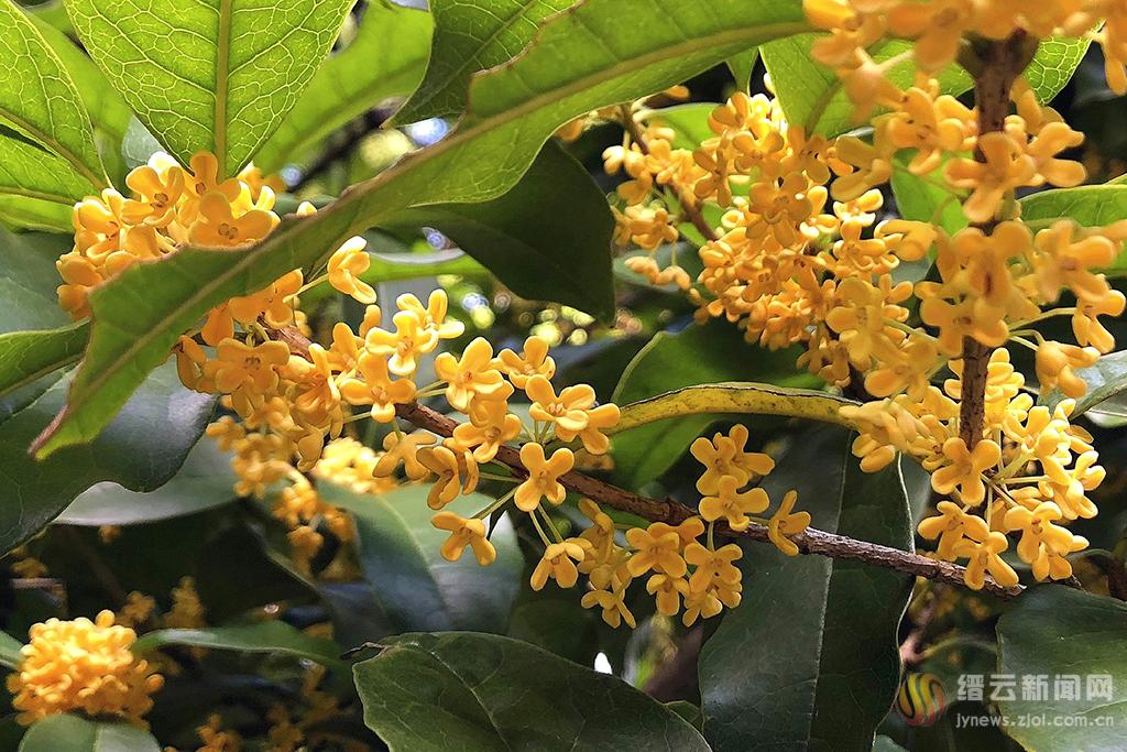 中秋节赏桂花作文,中秋节赏桂花,中秋节赏桂花的寓意(第13页)_大山谷图库