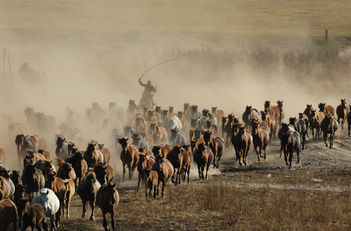 壮观!去内蒙古大草原看群马奔腾