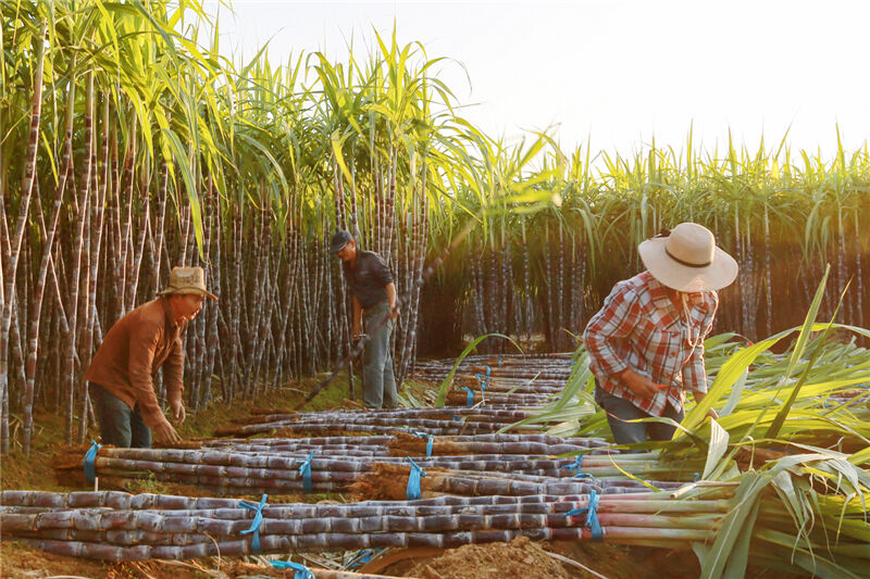 甘蔗进入采收旺季 蔗农享受丰收喜悦