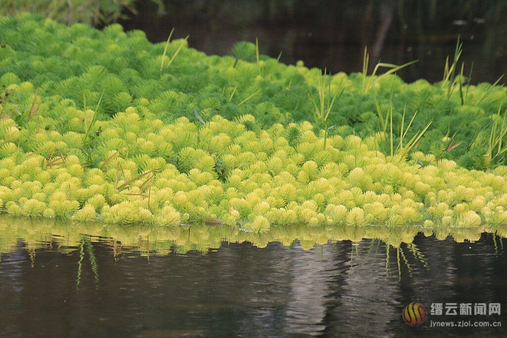 狐尾藻水下叶图片图片