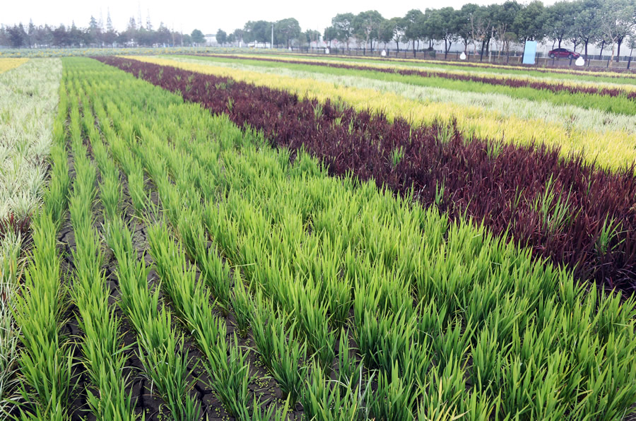 彩色水稻扮靓"美丽乡村"
