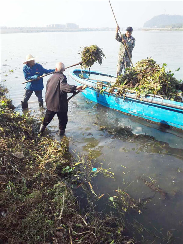 兰江上游漂来大量浮萍 水务部门积极组织打捞