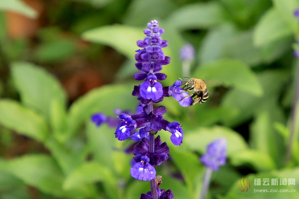 紫色鼠尾草别样美