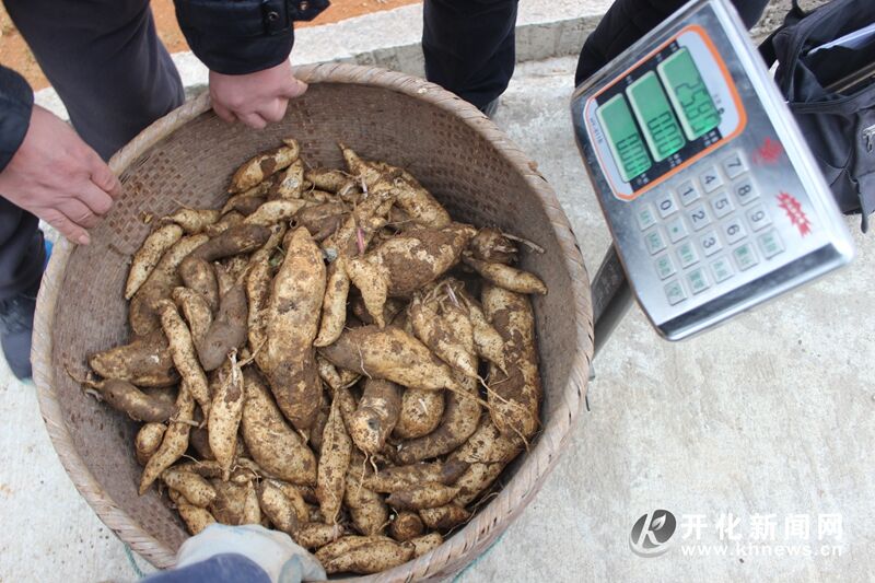 开化单株番薯结出1137个果打破浙江农业之最纪录