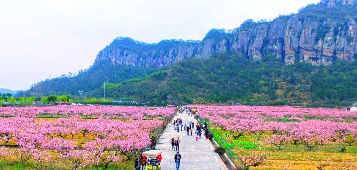 图为后岸村田园桃花路.